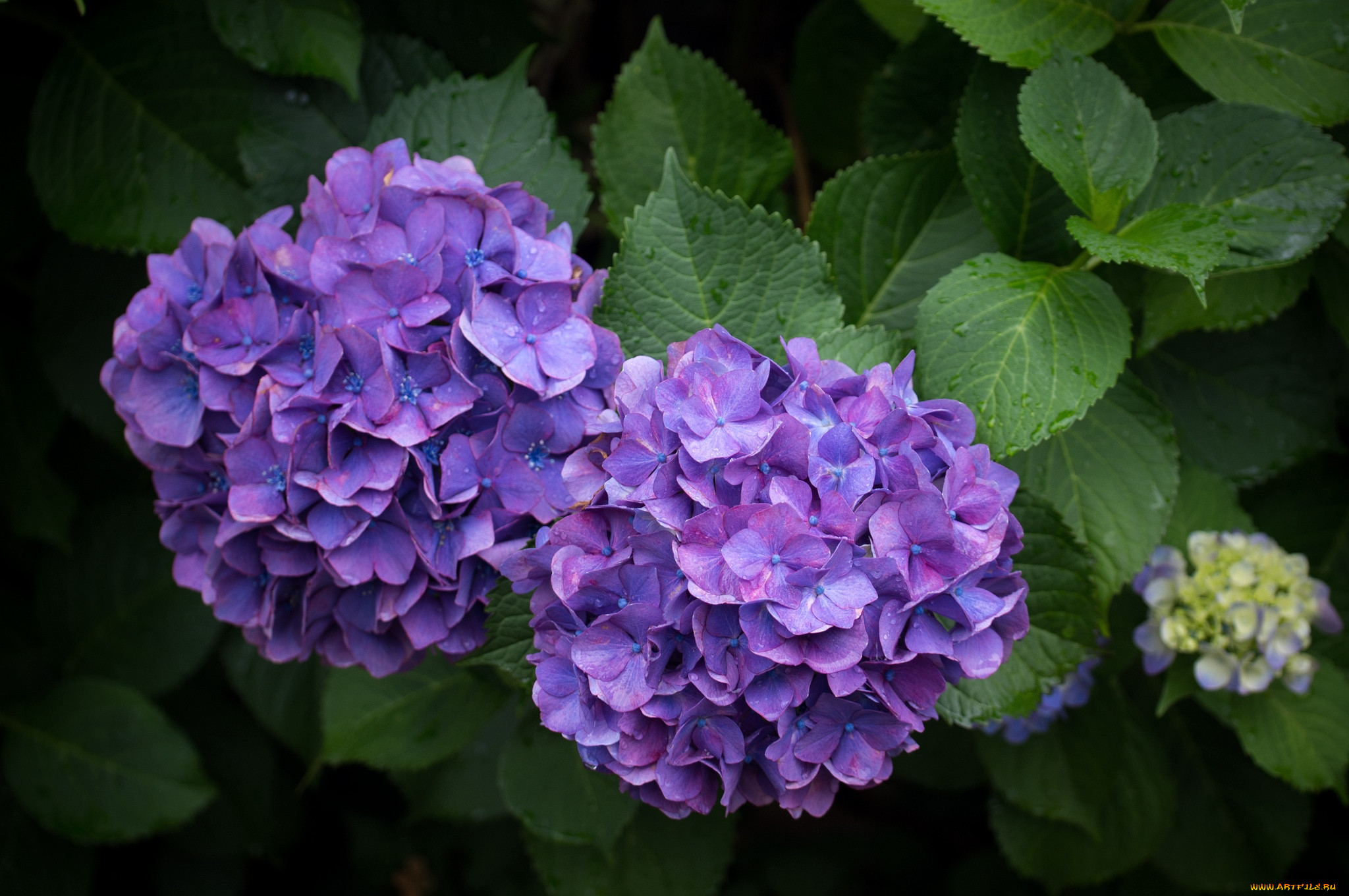 Фиолетовые цветы гортензия